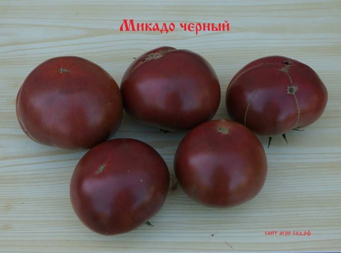 Помидор микадо: описание сорта, характеристики, особенности выращивания, отзывы :: syl.ru