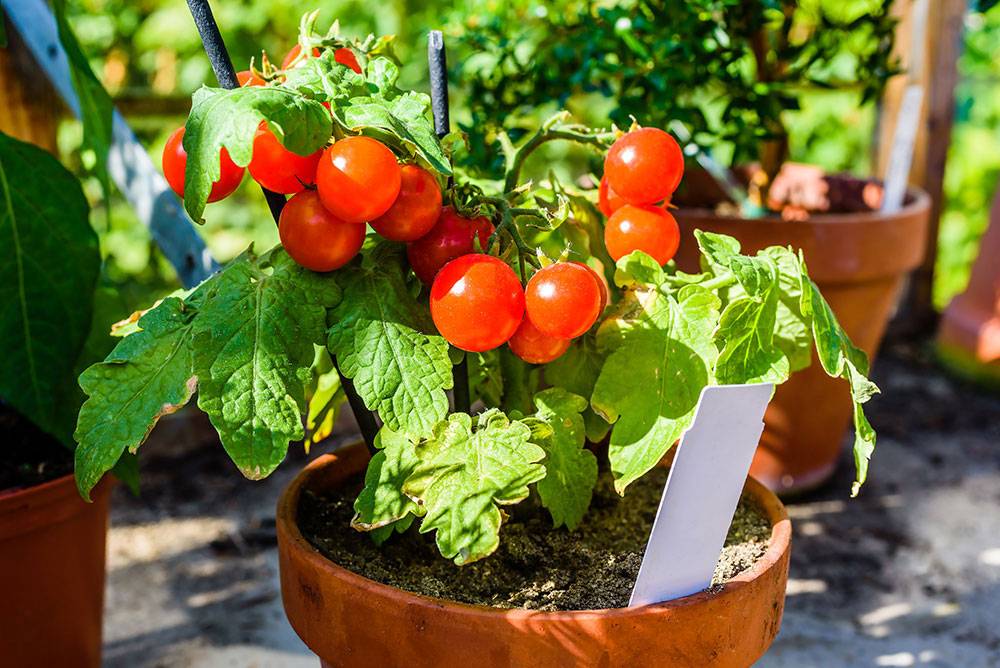 Особенности выращивания помидоров Черри на подоконнике дома