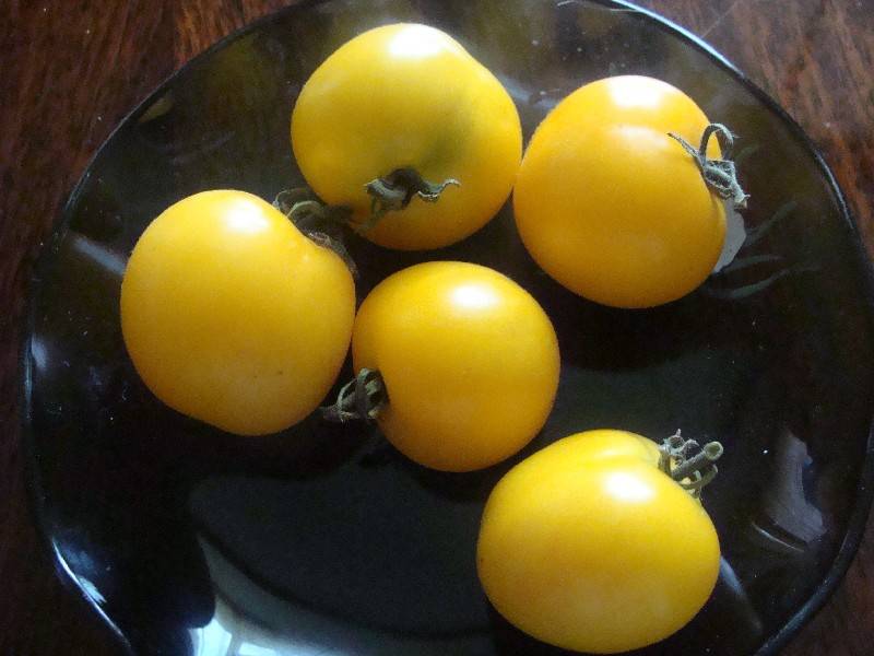 Медовый томат: описание сорта, характеристики помидоров, вкус, посев