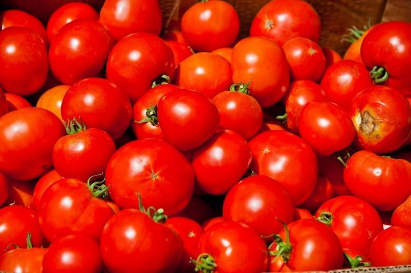 Описание лучших сортов томатов для открытого грунта средней полосы