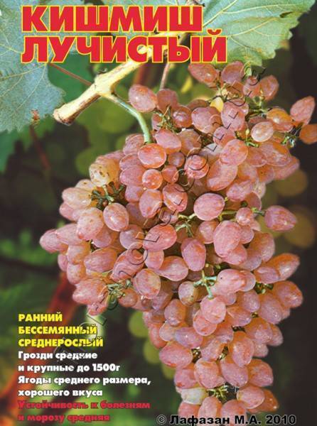 Описание винограда сорта кишмиш лучистый, особенности посадки и выращивания. лучший бескостный виноград «кишмиш лучистый»