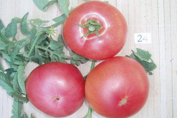 Описание томата розовые щёчки — отзывы, характерные особенности