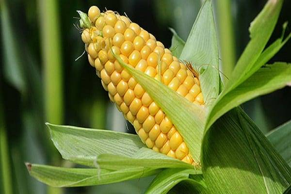 Кукуруза: выращивание из семян, посадка и уход в открытом грунте, виды и сорта, фото