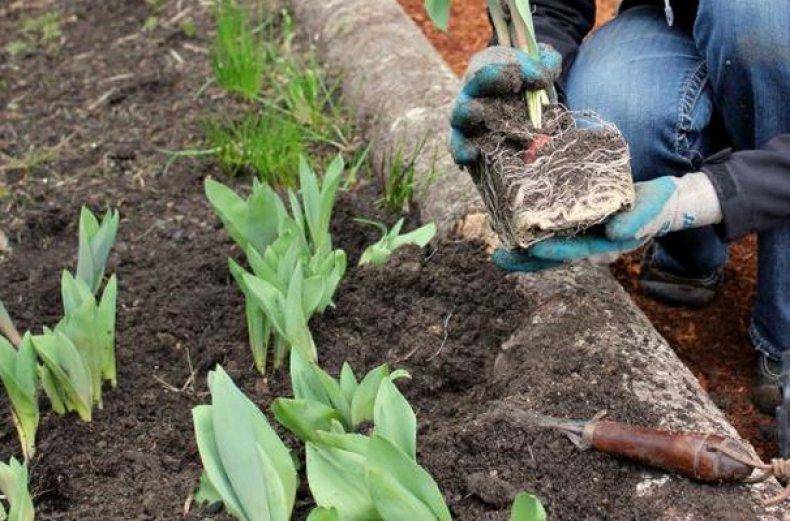Описание лучших сортов лилий, посадка и уход в открытом грунте и чем подкормить