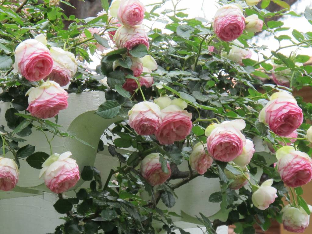 Роза пьер де ронсар: описание сорта и характеристики, выращивание и уход с фото
