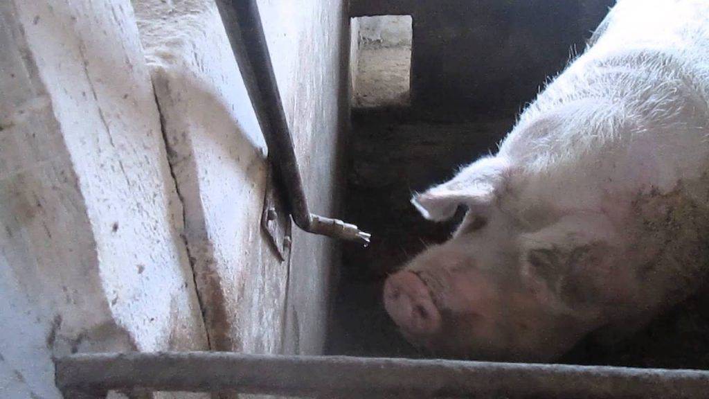 Виды парализаторов для свиней и как сделать своими руками в домашних условиях