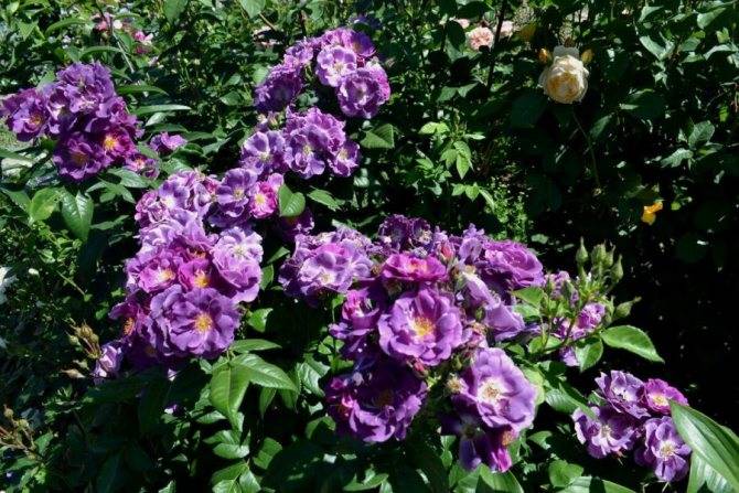 Фиолетовые розы: описание и названия сортов, а также особенности ухода и выращивания