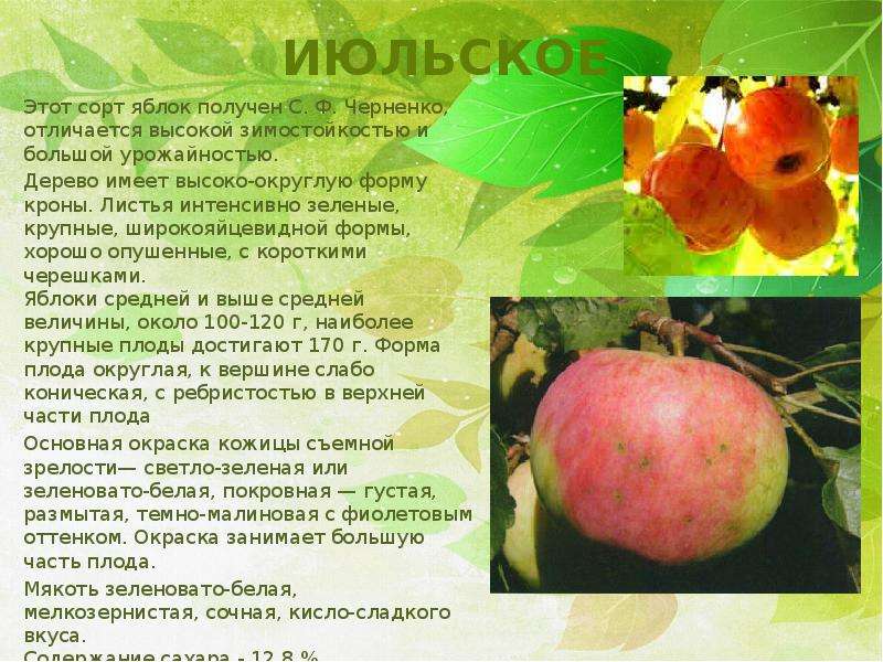 Яблоня бребурн: особенности сорта и ухода