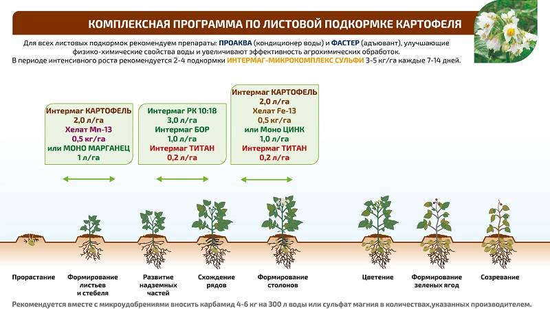 Чем подкормить ирисы до и после цветения: сроки и правила внесения удобрений