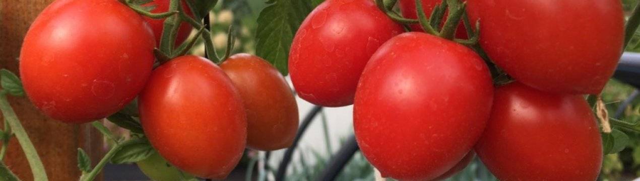 Томат иришка: характеристика и описание сорта помидоров, отзывы дачников со стажем, фото кустов и полученных плодов