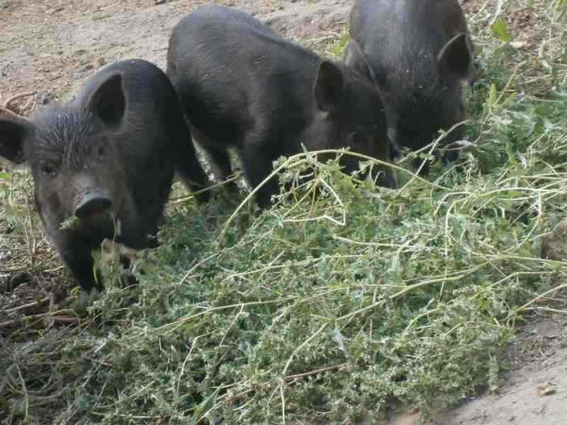 Характеристика породы свиней кармалы, уход за поросятами, особенности разведения и отзывы