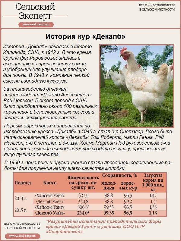 Русская белая — самая выносливая порода кур
