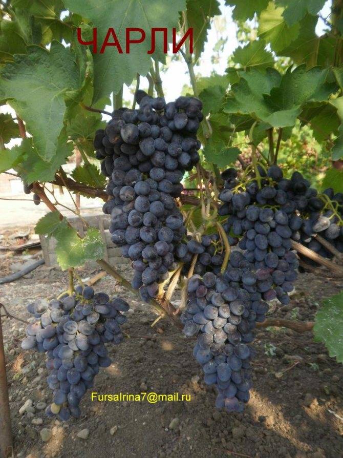 Виноград чарли - описание сорта, фото, отзывы