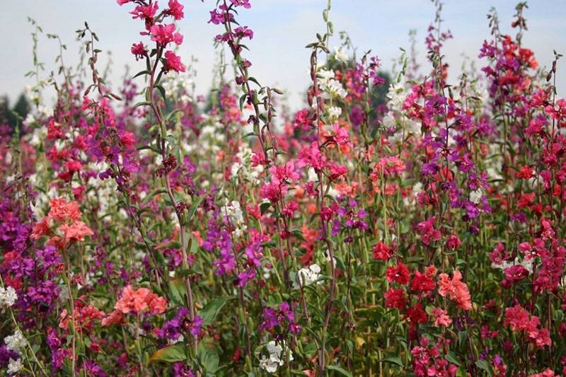 Цветок кларкия изящная: виды и сорта, выращивание из семян и когда сажать, особенности ухода в открытом грунте