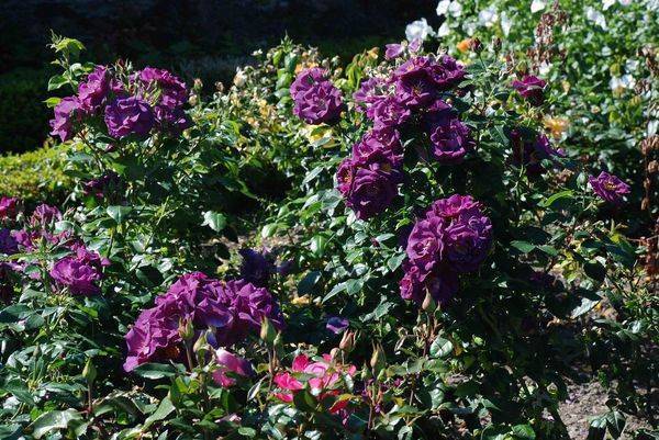 Сиреневые и фиолетовые розы: сорта с фото
