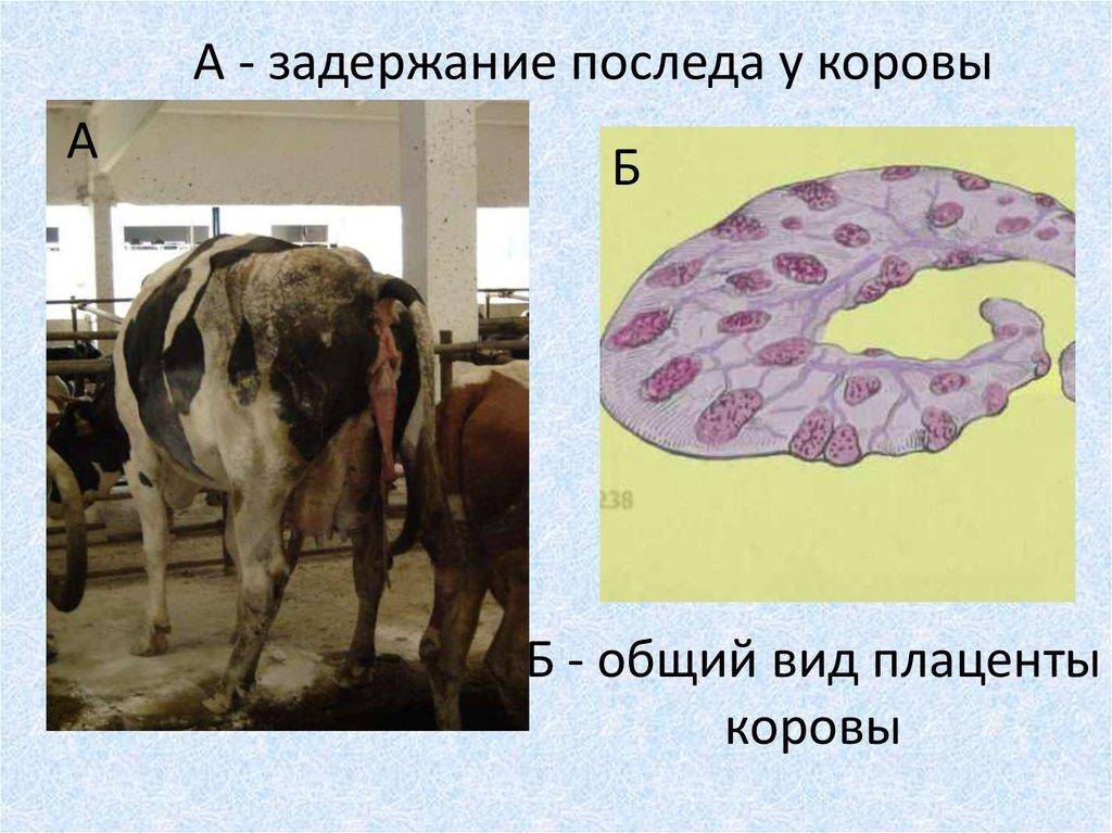 Схема лечения коров после отела