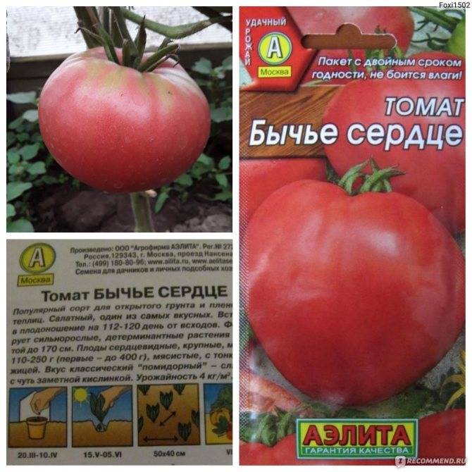 Описание сорта томата очарование, его характеристика и выращивание