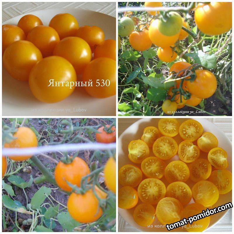 Засолочных сорт — томат янтарь f1: детальное описание помидоров и их характеристики