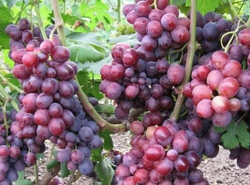 Виноград заря несветая: описание, фото, видео и отзывы
