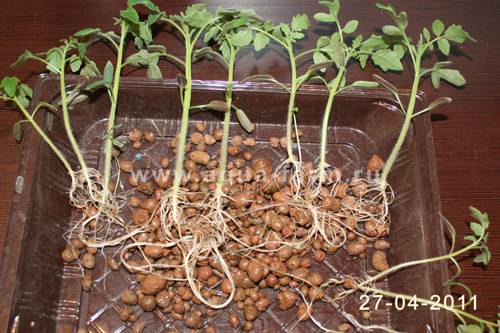 Выращивание рассады томатов без полива и пикировки