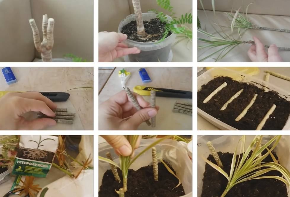 Хризантема из букета, можно ли укоренить в домашних условиях, как вырастить