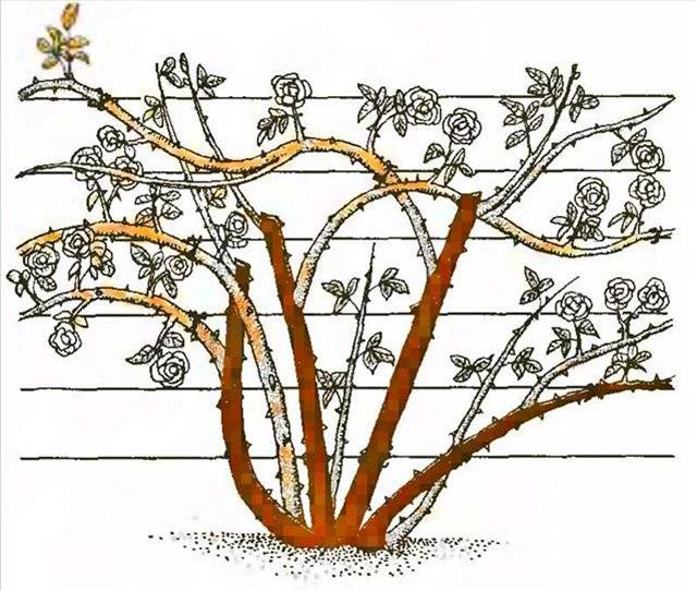 Плетистая роза посадка и уход в открытом грунте на урале - сад и огород