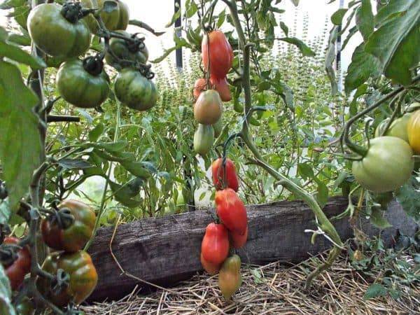 Минусинские томаты: шары, стаканы, розовые, длинные - описание сорта и характеристика, посадка и уход