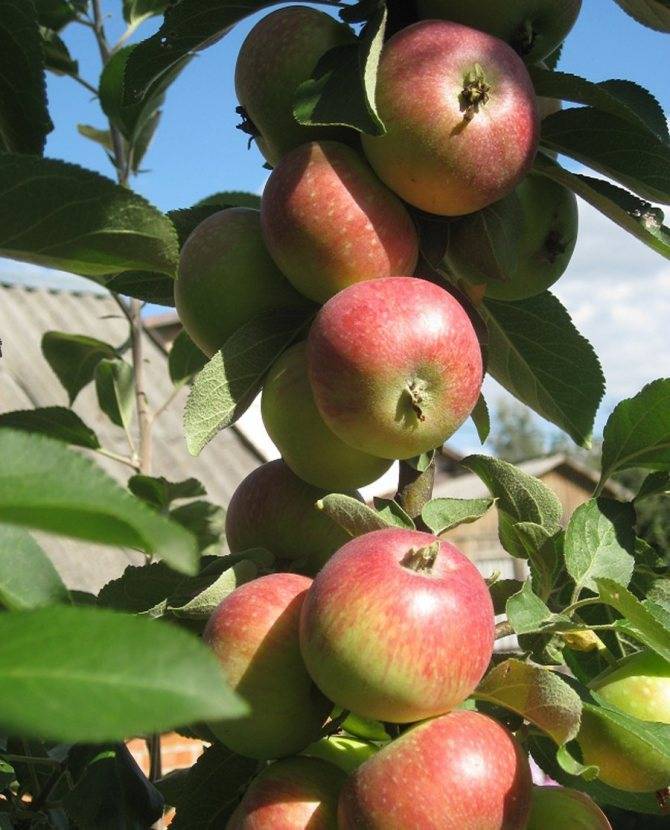 Сорт яблок ренет черненко: полное описание и все преимущества, фото selo.guru — интернет портал о сельском хозяйстве