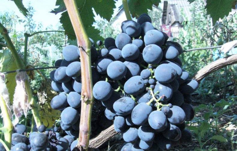 Виноград гала: описание сорта с фото и уход за ним, видео