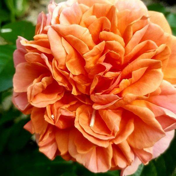 Роза "чиппендейл": фото и описание сорта, отзывы