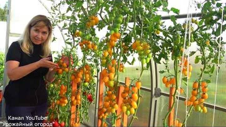 Когда сеять томаты по технологии урожайного огорода татьяна и как выращивать