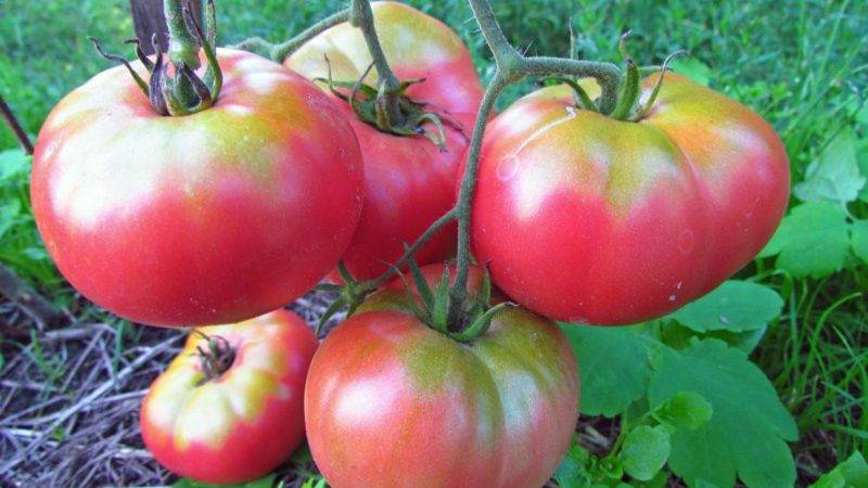 Томаты «микадо»: характеристика и описание сорта, отзывы фото урожайность – все о томатах. выращивание томатов. сорта и рассада.