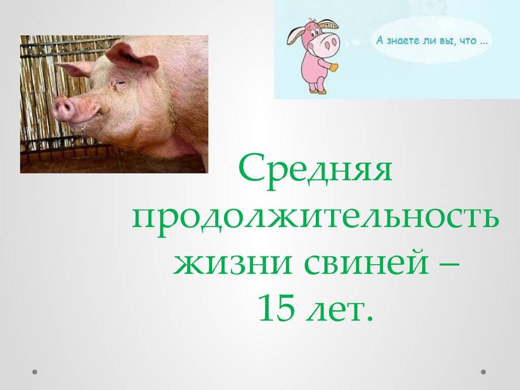 Сколько лет живут свиньи: что влияет на продолжительность их жизни