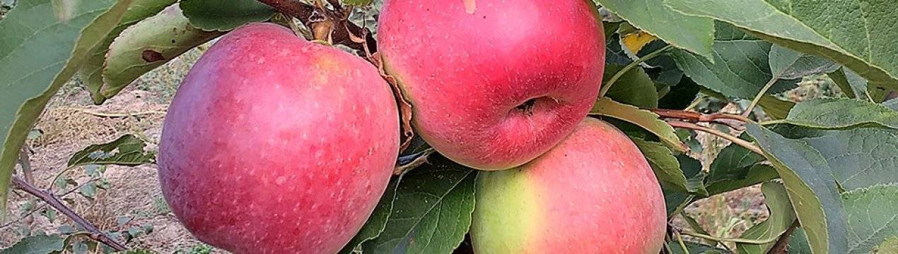 Описание сорта яблони мечтательница: фото яблок, важные характеристики, урожайность с дерева