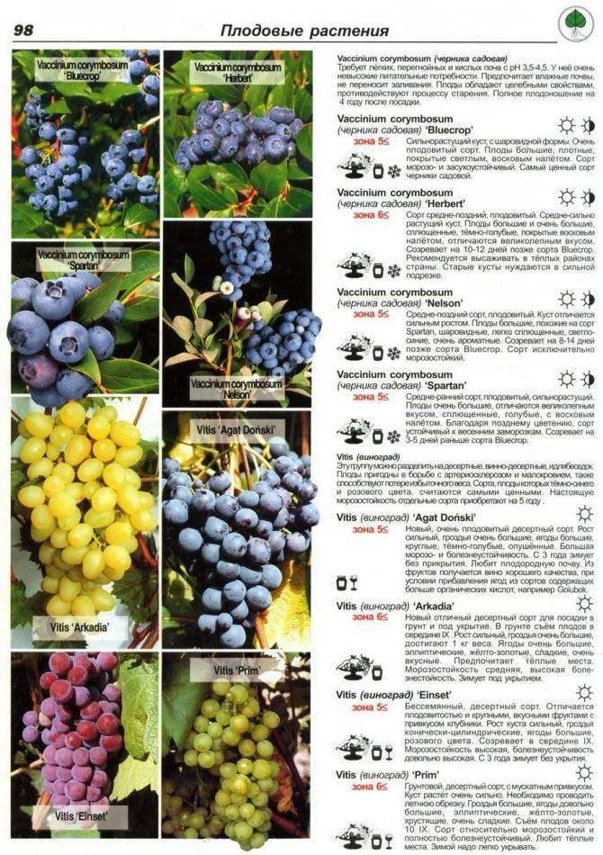 "гарнача" - сорт винограда для сухого и теплого климата