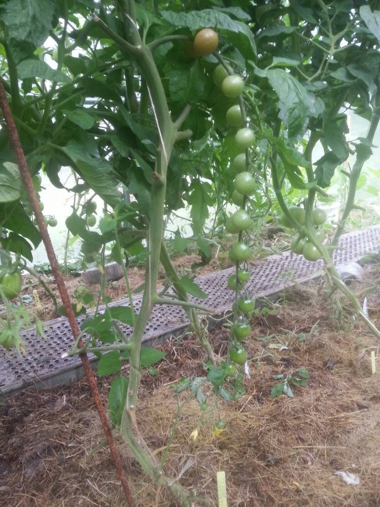 Серия томат «сладкая гроздь»: отзывы, фото, урожайность