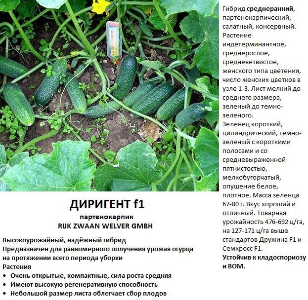 Огурец кустовой: характеристика и описание сортов, выращивание и уход с фото