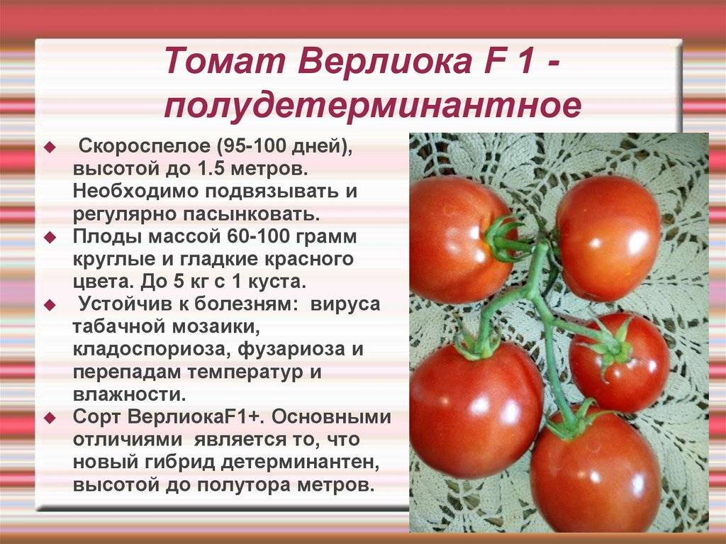 Великолепный урожай вкусных помидоров все лето — томат голицын: описание сорта и характеристика