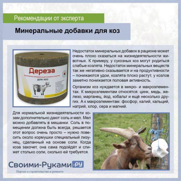 Мастит у коз: признаки и лечение препаратами nita-farm