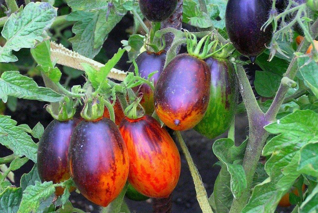 Особенности сорта томатов Гном бой с тенью