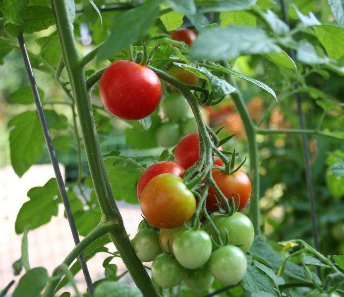 Лучшие сорта помидоров сибирской селекции на 2021 год