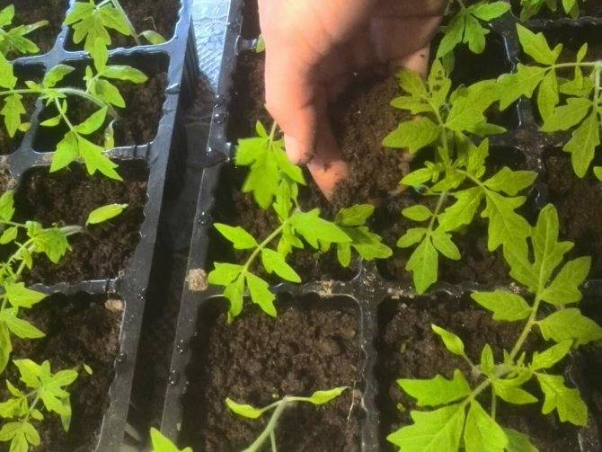 3 способа выращивания рассады без земли