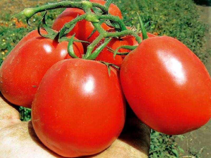 Виды и преимущества низкорослых томатов. лучшие сорта на 2021 год.