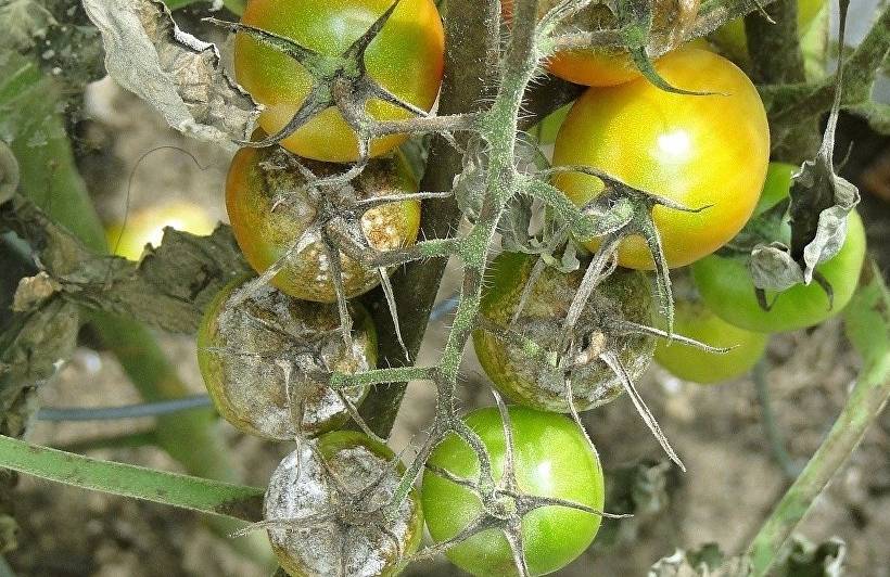 Как бороться с фитофторой на помидорах с помощью народных средств в теплице и в открытом грунте