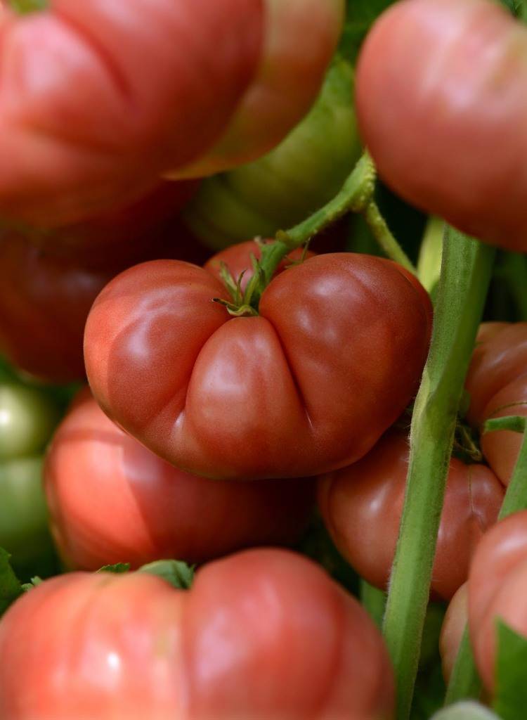 Урожайная вкуснятина с розовыми плодами — томат биф бренди f1: описание сорта и особенности его выращивания