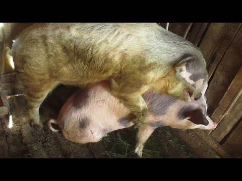 Половозрелость свиней: когда наступает, сколько длится