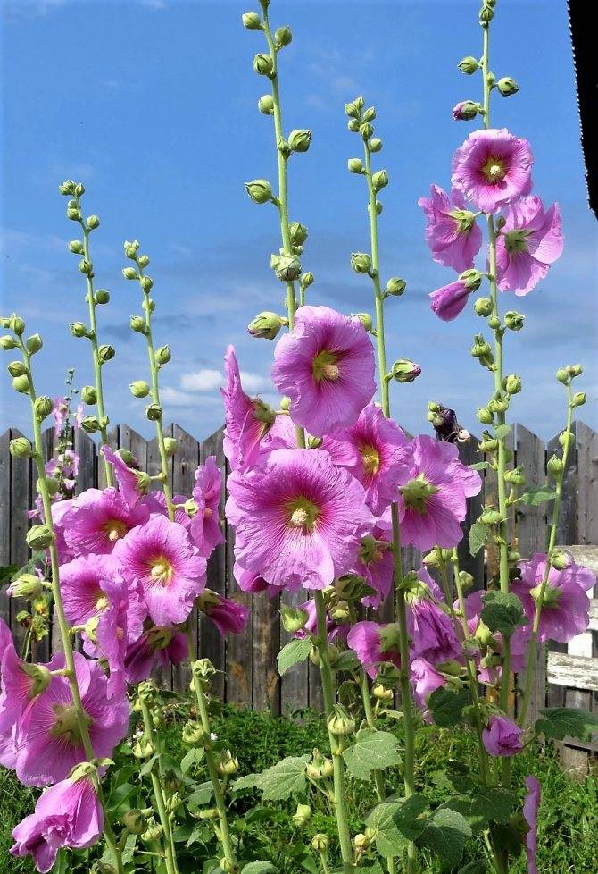 Сальвия — как правильно ухаживать, шалфей на садовом участке, выращивание рассадой, фото цветка, когда сажать рассаду