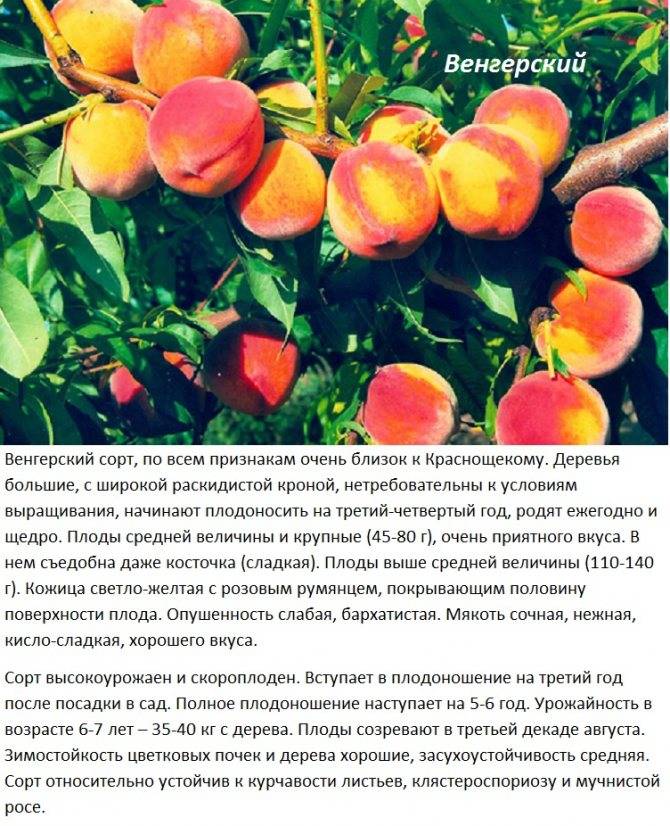 Персик в подмосковье: описание лучших сортов, посадка и уход в открытом грунте