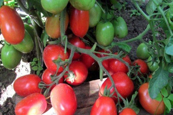 Томат янтарный: отзывы об урожайности помидоров, характеристика и описание ультраскороспелого сорта, фото семян седек