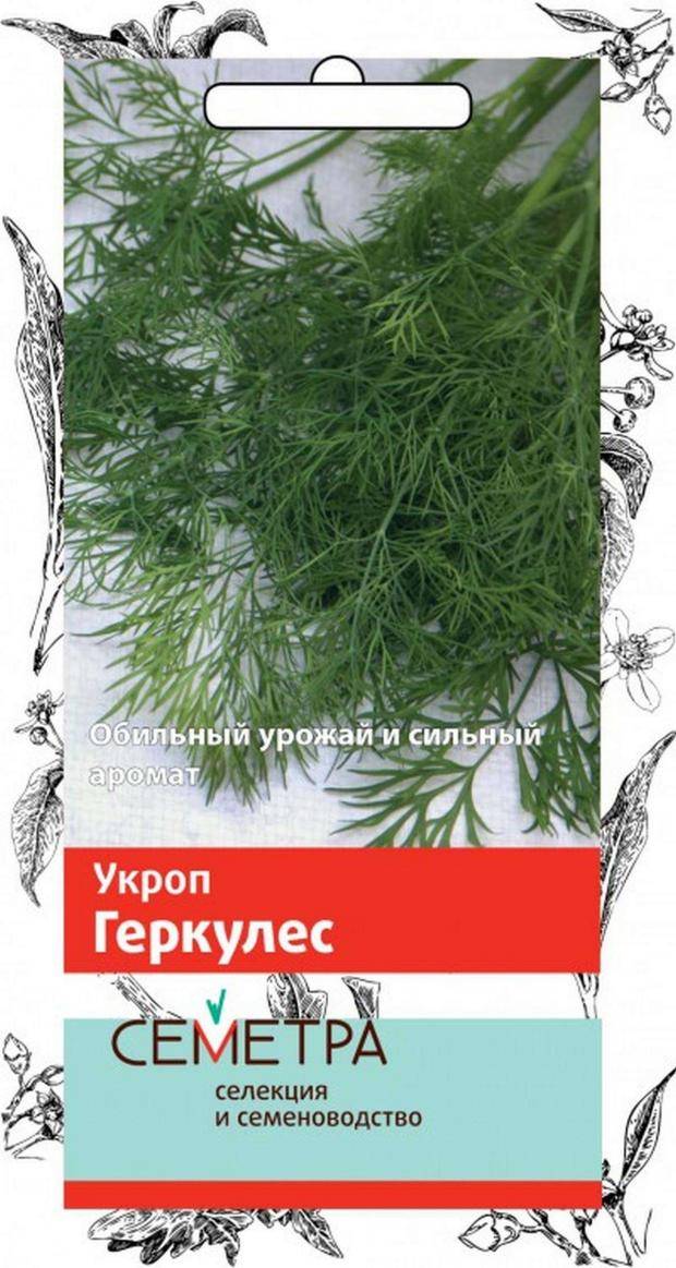 Описание сорта укропа Геркулес, его характеристика и выращивание